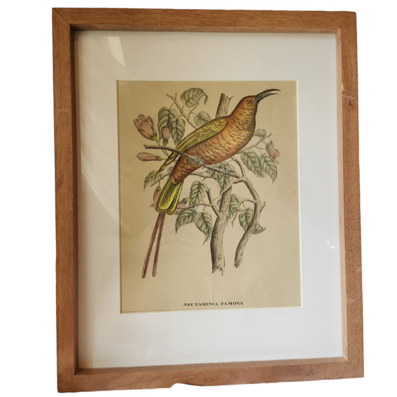 Framed J. & E. Gould - Nectarina Famosa Lithograph Print 17 1/2 x 21 1/2" - Picture 9 of 16